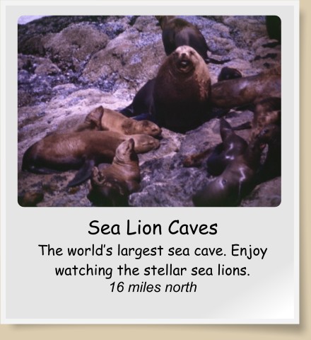 Sea Lion Caves